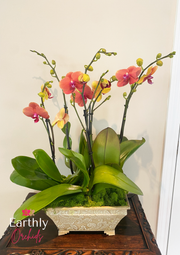 Arranged Orchids - Sweet Marmalade Large in Pot by Earthly Orchids