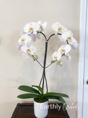 Earthly Orchids Live Orchid Plant - Heart White