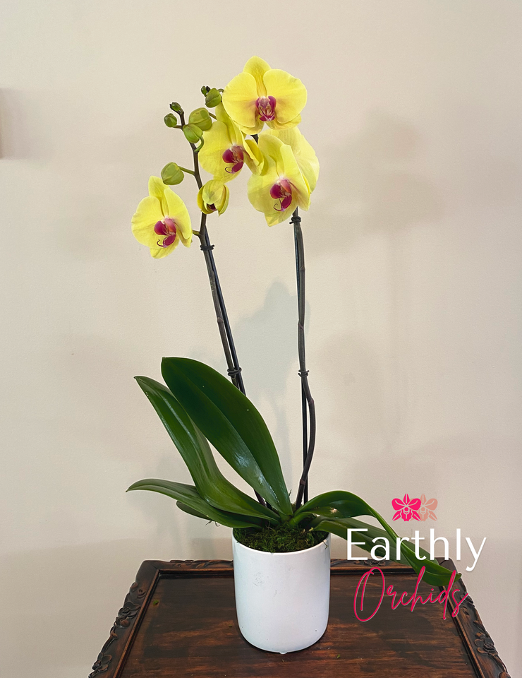 daisy potted plant Daisy Orchid Plant by Earthly Orchids Single Stem