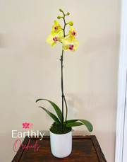 Earthly Orchids Live Orchid Plant - Daisy