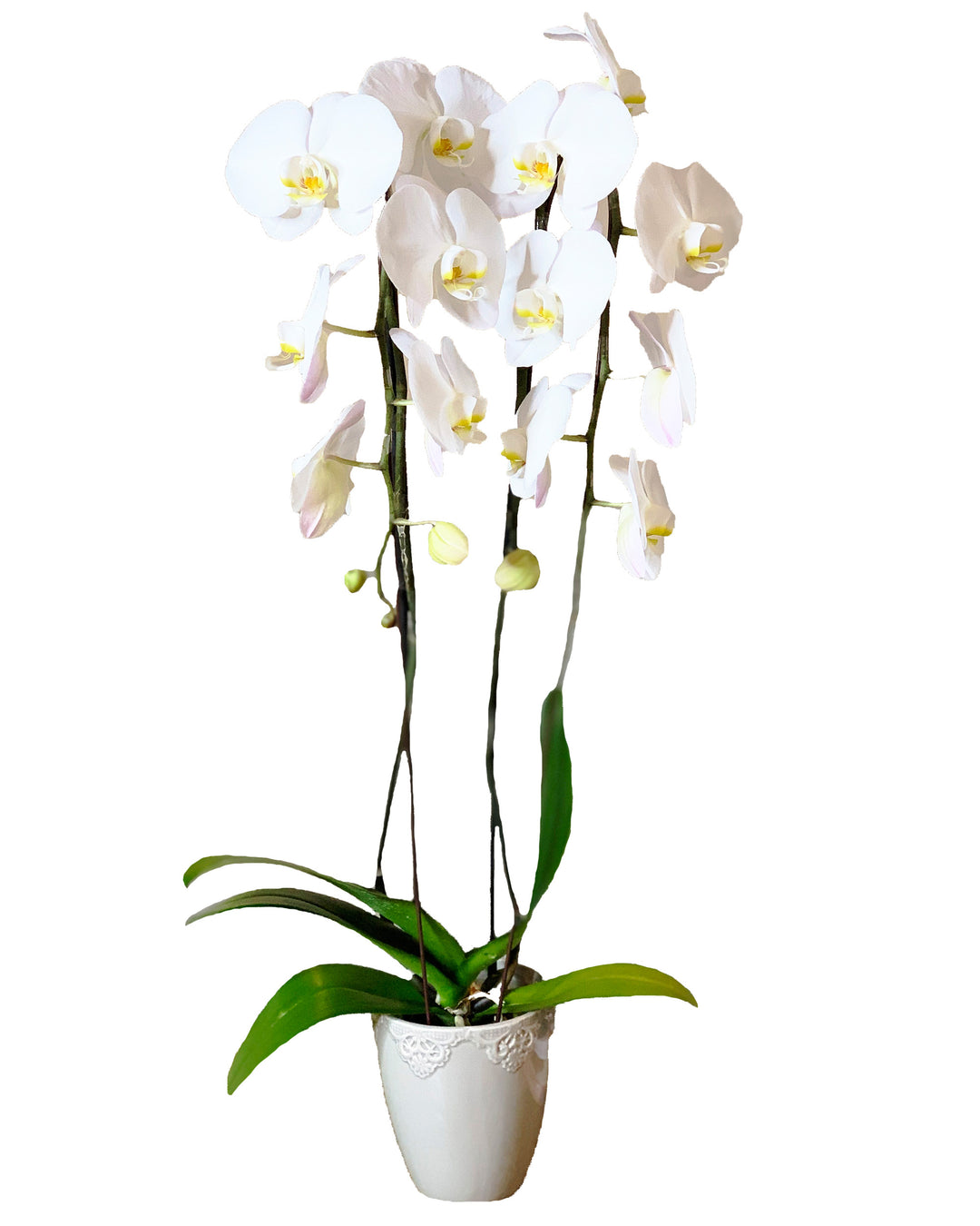 Earthly Orchids - White Waterfall Cascading Orchid Plant by Eart