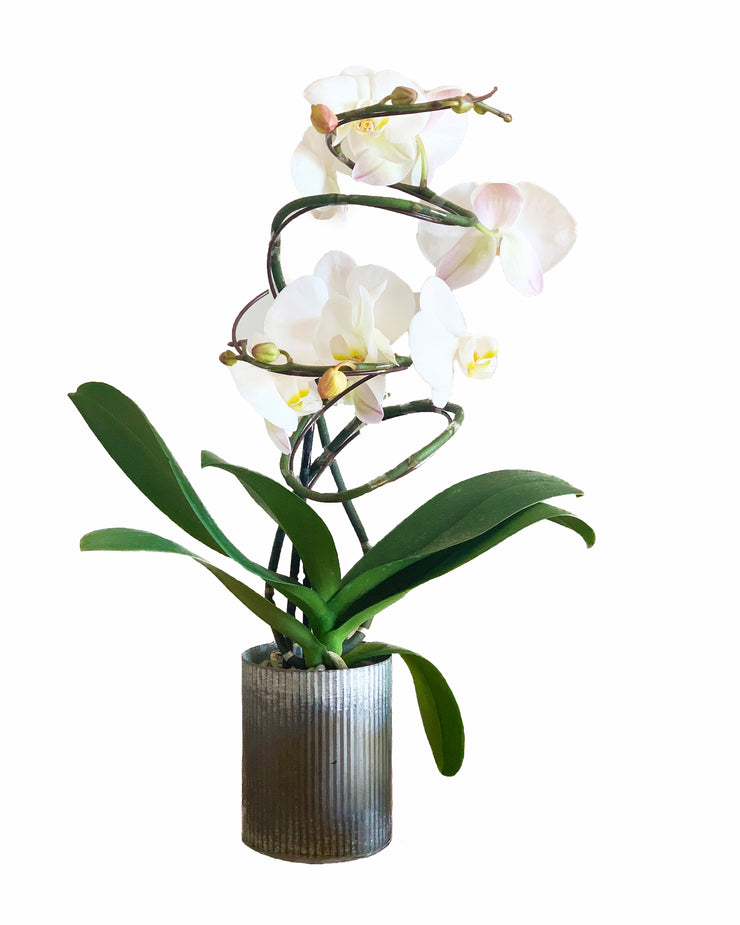 Buy orchids online, wide selection of orchid species. Earthly Orchids have a wide variety of orchid plants and orchid flowers for you to choose from, we have live potted orchid plants and fresh cut orchids. Our orchids are hand grown and well taken cared for so orchids are large, waxy and strong. Order orchids now, orchids are perfect gift for all occasions and perfect for your home! We deliver live orchids anywhere in the US. We have wholesale orchids and retail orchids.
