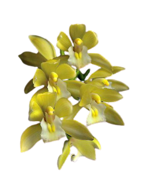 orchids, potted orchids, orchid flower, orchid plant, orchid care, orchid shop, orchid store, flower shop, flower store, flower delivery, orchids online, mother's day, flower gift, birthday gift, flower hobby